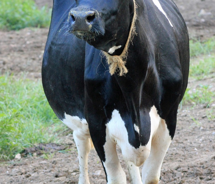 全攻略普及“炸 金花房卡链接在哪弄”房卡详细充值