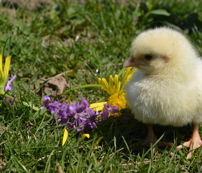 一分钟实测分享“天酷大厅牛牛房卡”获取房卡教程-哔哩哔哩