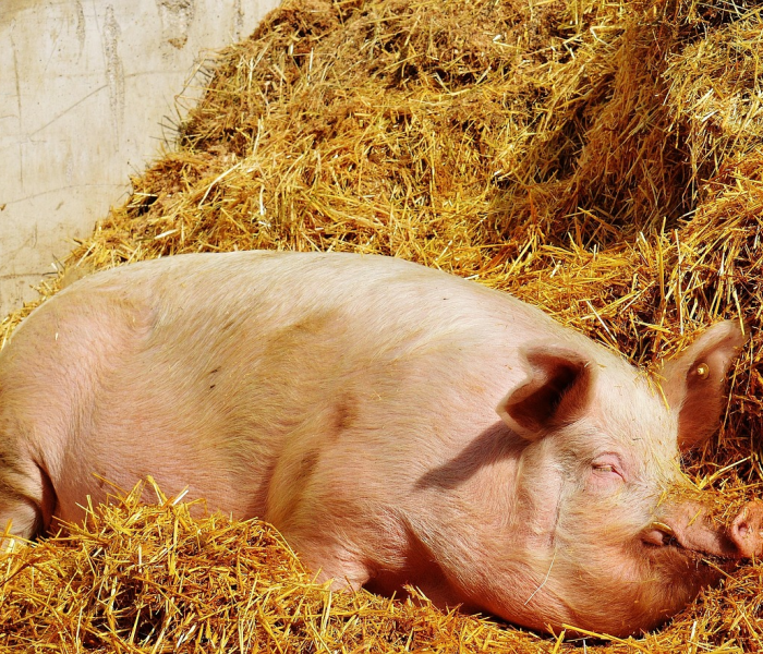 房卡全攻略“炸 金花入口链接”获取房卡教程-哔哩哔哩