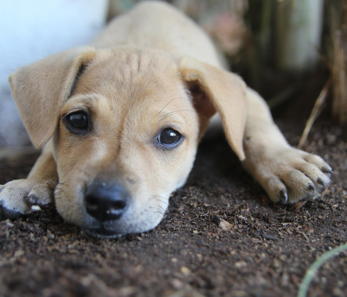 秒懂百科“微信斗牛房卡购买渠道”获取房卡教程-哔哩哔哩