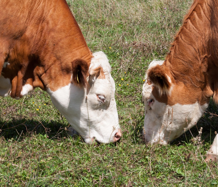 房卡全攻略“牛牛链接房卡在哪里弄”房卡链接获取