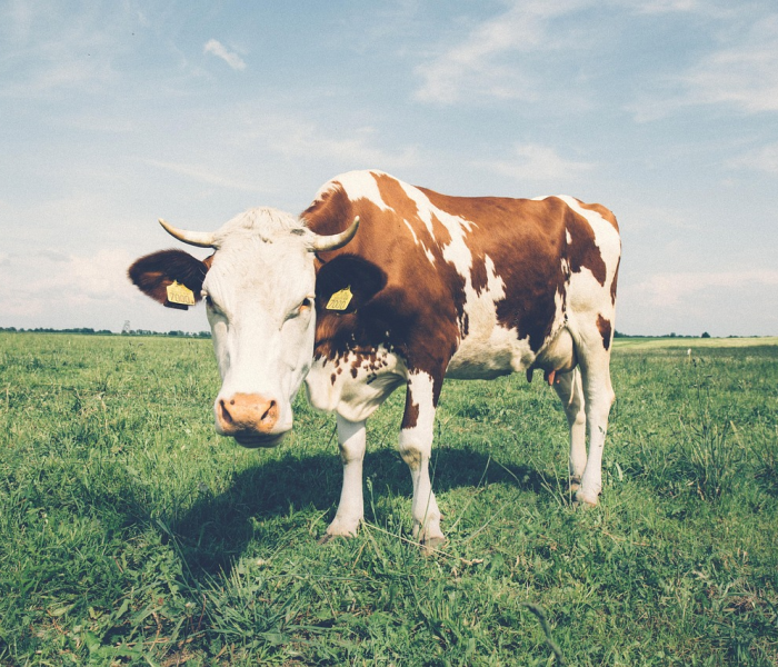 房卡必备教程“微信群金花链接房卡怎么弄”详细房卡怎么购买教程