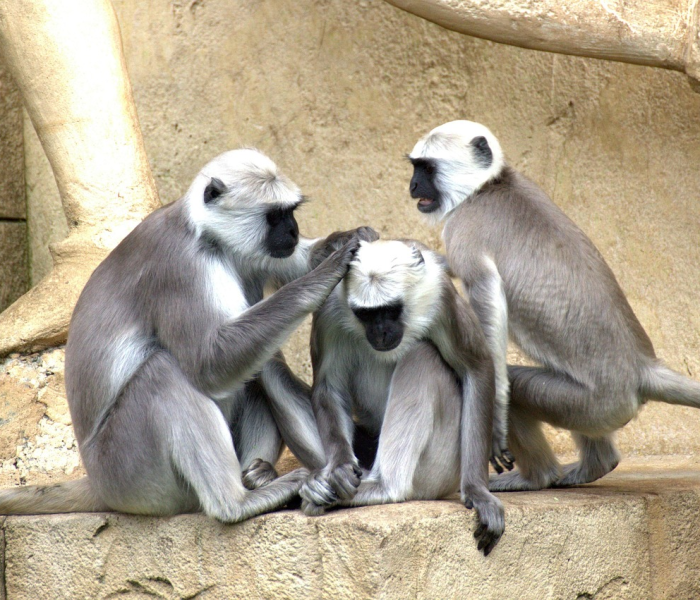 房卡必备教程“有没有微信这炸 金花房卡”房卡获取方式 房卡必备教程“有没有微信这炸 金花房卡”房卡获取方式