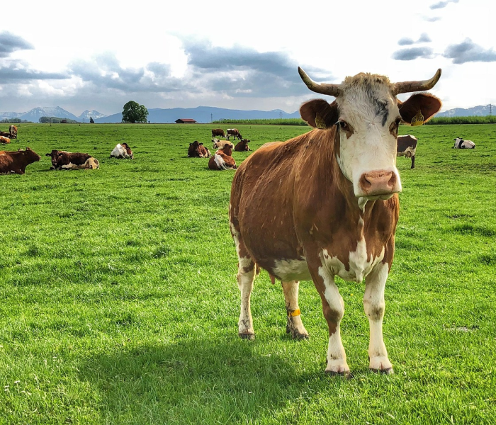 房卡必备教程“微信牛牛群斗牛群”详细房卡怎么购买教程