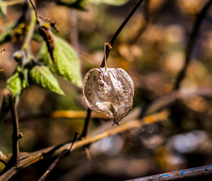 【水果核酸阳性/水果核酸检测阳性】