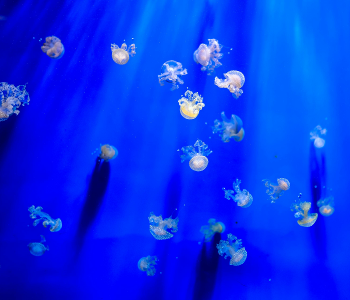 秒懂百科“微信乐游链接牛牛房卡”房卡链接获取 秒懂百科“微信乐游链接牛牛房卡”房卡链接获取