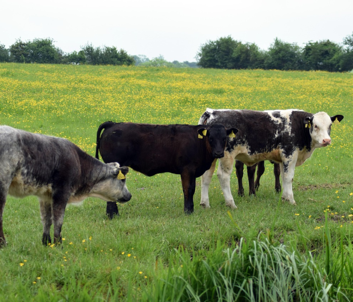 房卡必备教程“微信牛牛炸 金花房卡链接”轻松获取房卡全渠道