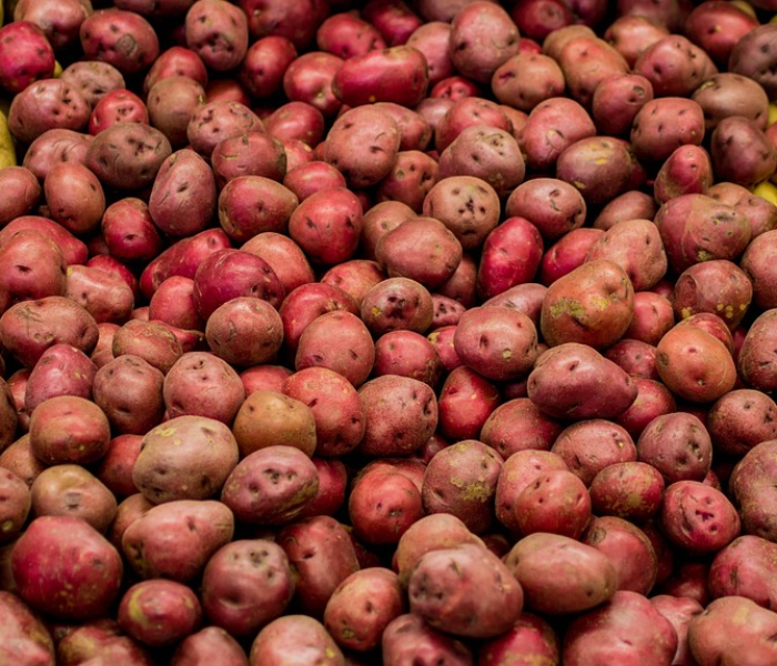 上海市抢种蔬菜8万多亩种植:上海市抢种蔬菜8万多亩种植基地