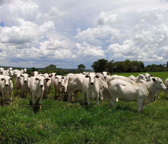 秒懂教程“微信牛牛群斗牛群”详细房卡怎么购买教程