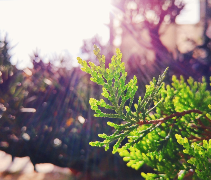 一分钟介绍使用“微信金花房卡在哪买”房卡链接获取