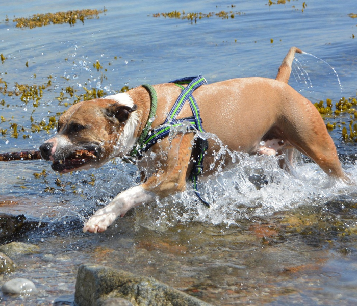 一分钟实测分享“微信斗牛牛链接”详细房卡教程
