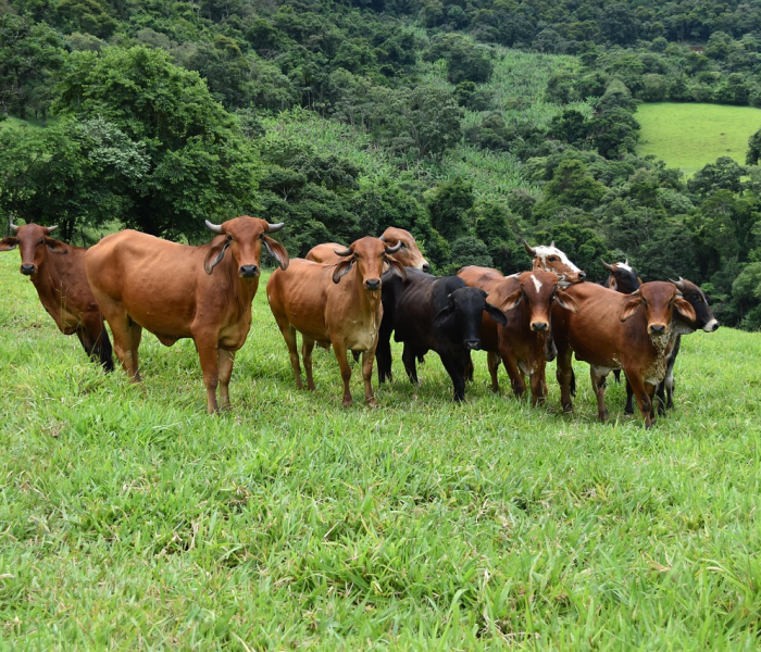 全攻略普及“新西楚大厅链接房卡充值”获取房卡教程-哔哩哔哩