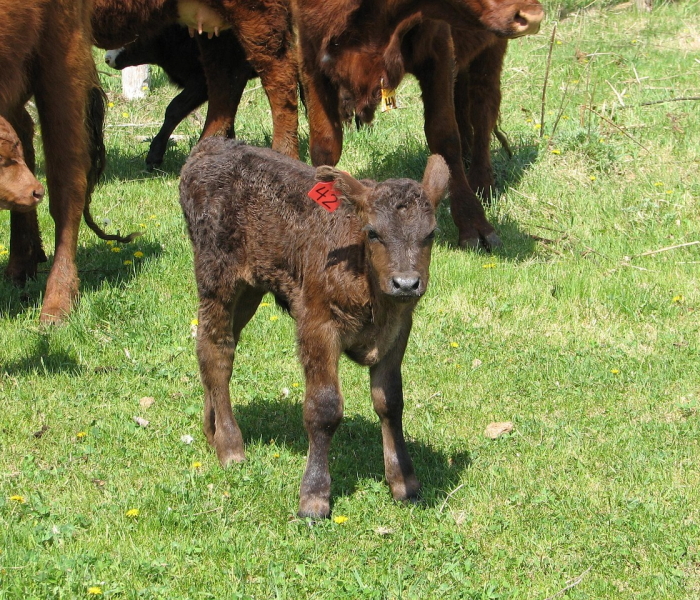 全攻略普及“微信牛牛群斗牛群”详细房卡教程