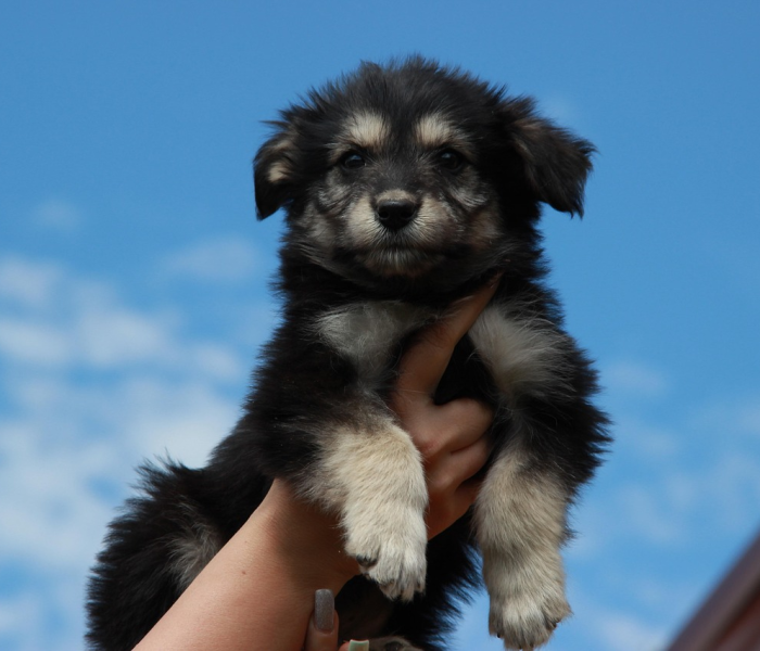 房卡必备教程“斗牛房卡牛牛房卡”详细房卡使用教程