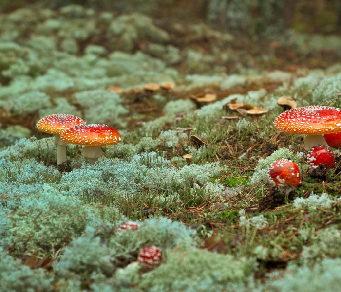 【德国医院发现变异毒株/德国医院发现变异毒株怎么处理】 【德国医院发现变异毒株/德国医院发现变异毒株怎么处理】