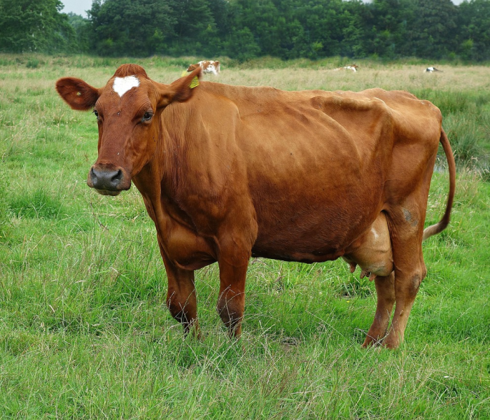 猪肉疫情时期最高的:疫情期间猪肉最贵是多少