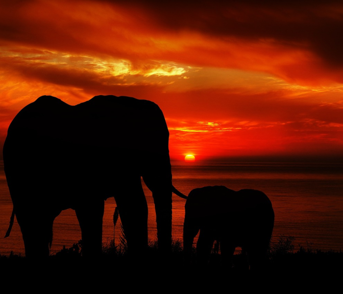 土朵，泥土中绽放的生命诗篇