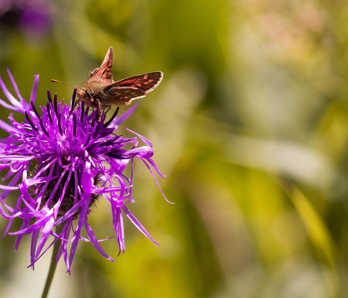 土朵，泥土中绽放的生命诗篇