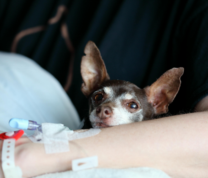 房卡必备教程“有没有炸 金花房卡多少钱一张”房卡详细充值 房卡必备教程“有没有炸 金花房卡多少钱一张”房卡详细充值