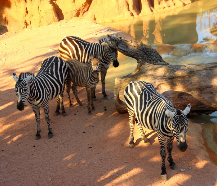 一分钟介绍使用“微信牛牛群斗牛群”房卡链接获取