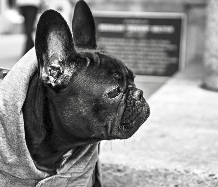 毛老太 几年/毛老太最近情况