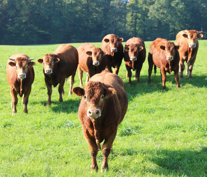 全攻略普及“微信牛牛群房卡”房卡获取方式