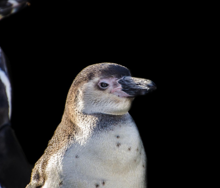 南大洋惊魂两小时，30头虎鲸的围猎追击与一场跨越物种的对话