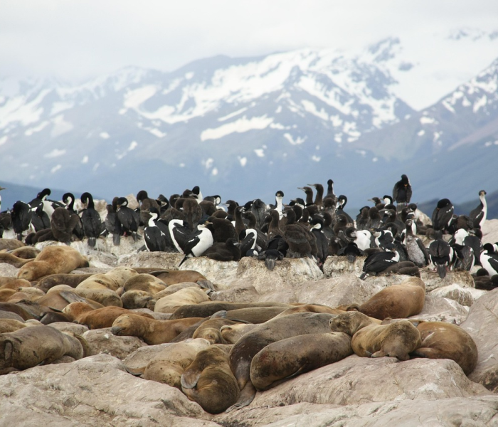 南大洋惊魂两小时，30头虎鲸的围猎追击与一场跨越物种的对话