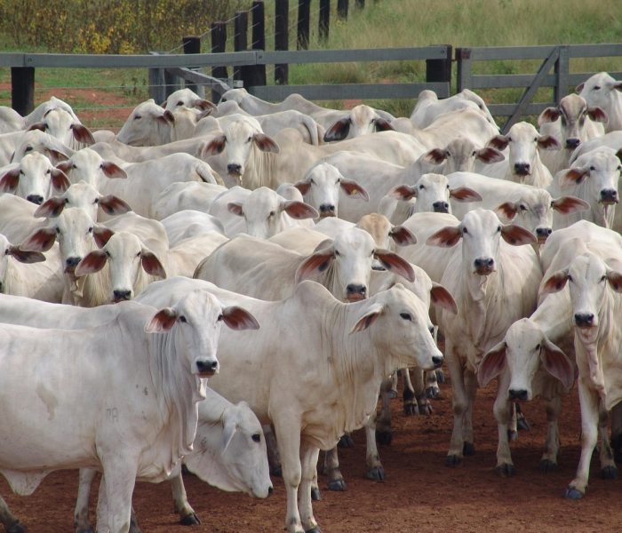 秒懂教程“微信牛牛群斗牛群”房卡获取方式 秒懂教程“微信牛牛群斗牛群”房卡获取方式