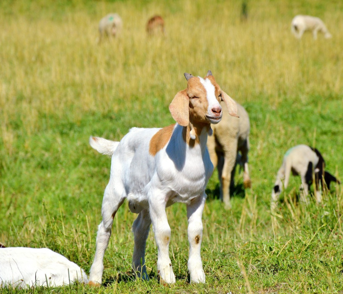 房卡必备教程“长虹大厅金花房卡”轻松获取房卡全渠道 房卡必备教程“长虹大厅金花房卡”轻松获取房卡全渠道