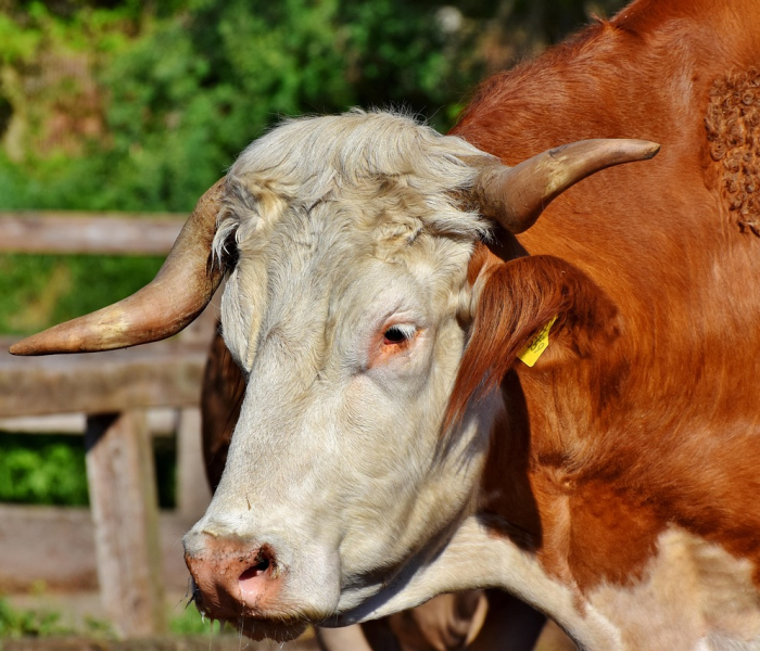 一分钟了解“微信生肖猴链接牛牛房卡”房卡链接获取