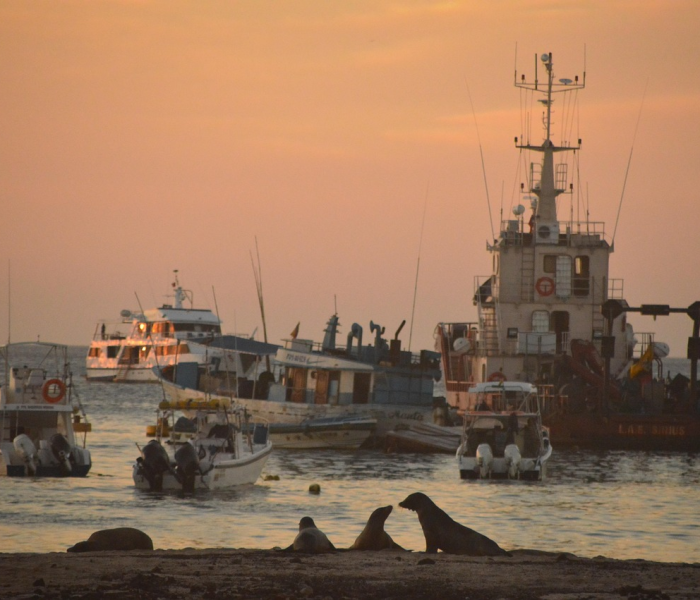 秒懂百科“微信炸 金花链接房卡哪里买”详细房卡使用教程 秒懂百科“微信炸 金花链接房卡哪里买”详细房卡使用教程