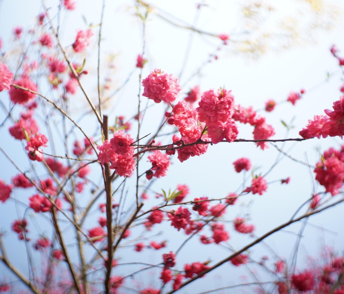 秒懂教程“微信金花从哪里买房卡-百度”获取房卡教程-哔哩哔哩