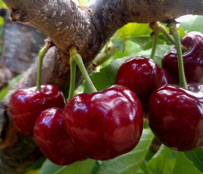 一分钟了解“微信链接金花房卡哪里买”详细房卡教程