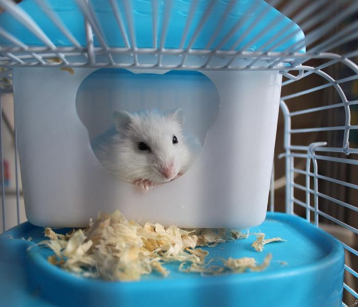 房卡全攻略“微信生肖鼠大厅房卡充值”详细房卡怎么购买教程 房卡全攻略“微信生肖鼠大厅房卡充值”详细房卡怎么购买教程