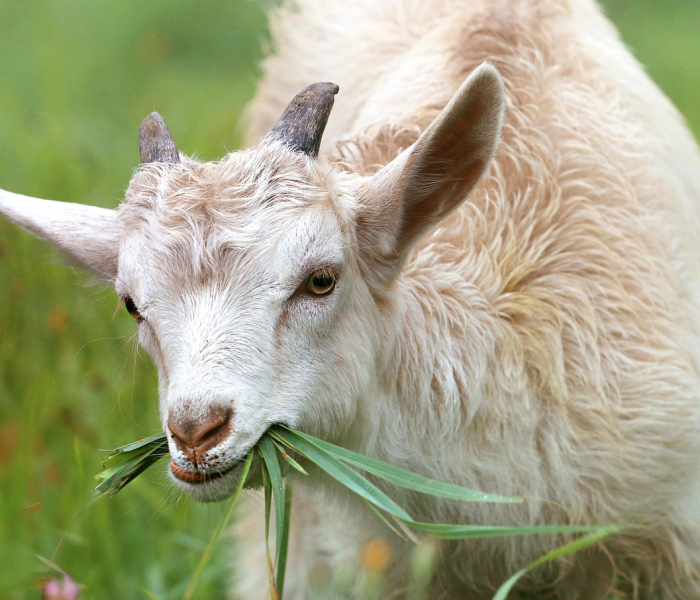 秒懂教程“微信生肖羊链接牛牛房卡”轻松获取房卡全渠道