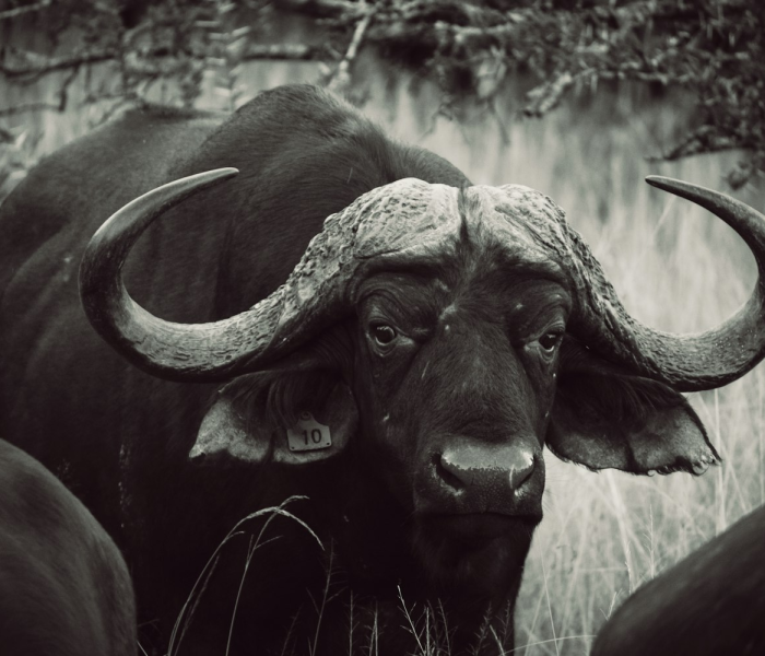 秒懂教程“微信牛牛群斗牛群”房卡获取方式