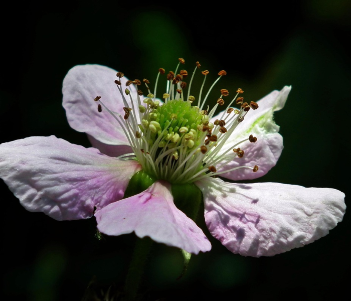 一分钟介绍使用“微信开金花群怎么买房卡”获取房卡教程-哔哩哔哩