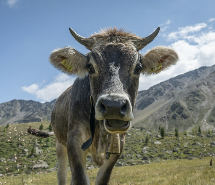 一分钟了解“微信牛牛群斗牛群”详细房卡怎么购买教程