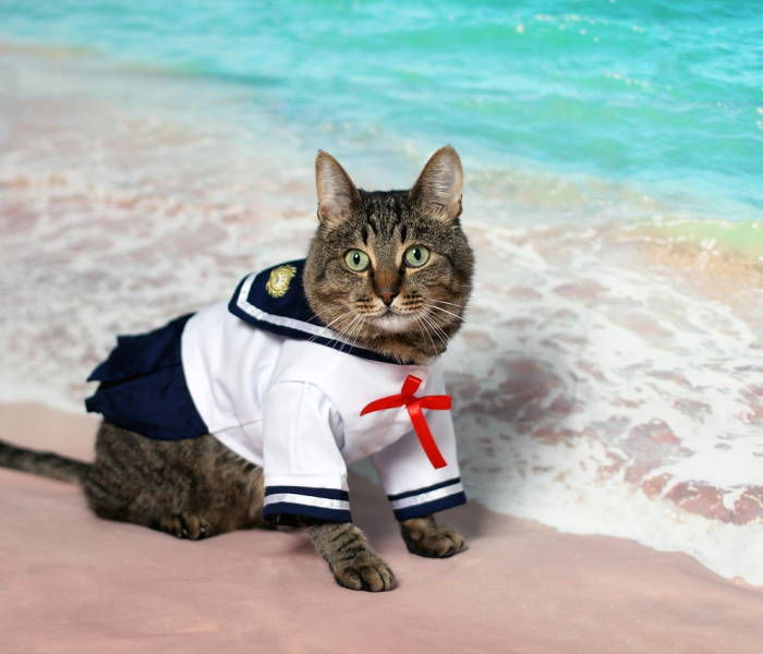 秒懂教程“新大圣牛牛金花房卡”详细房卡使用教程