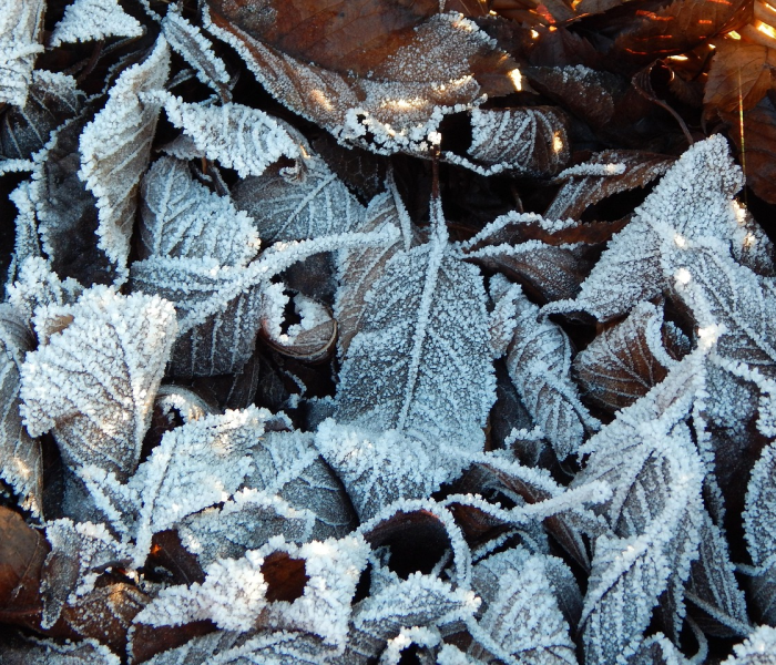 一分钟了解“微信群房卡金花怎么弄”房卡链接获取 一分钟了解“微信群房卡金花怎么弄”房卡链接获取