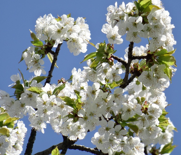 一分钟实测分享“炸 金花链接房卡哪里买”房卡链接获取