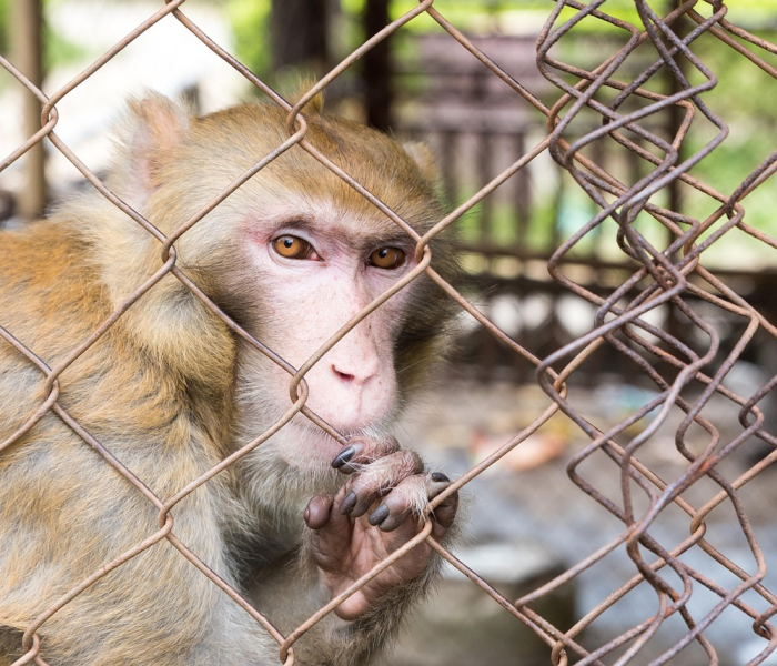 全攻略普及“炸 金花房卡在哪里有卖”获取房卡教程-哔哩哔哩 全攻略普及“炸 金花房卡在哪里有卖”获取房卡教程-哔哩哔哩