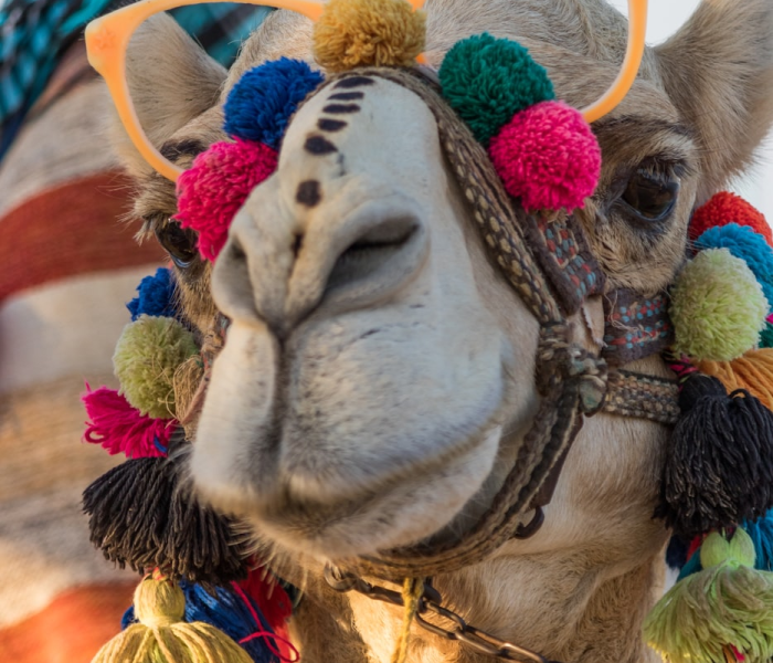 给大家讲解“微信牛牛群斗牛群”详细房卡怎么购买教程