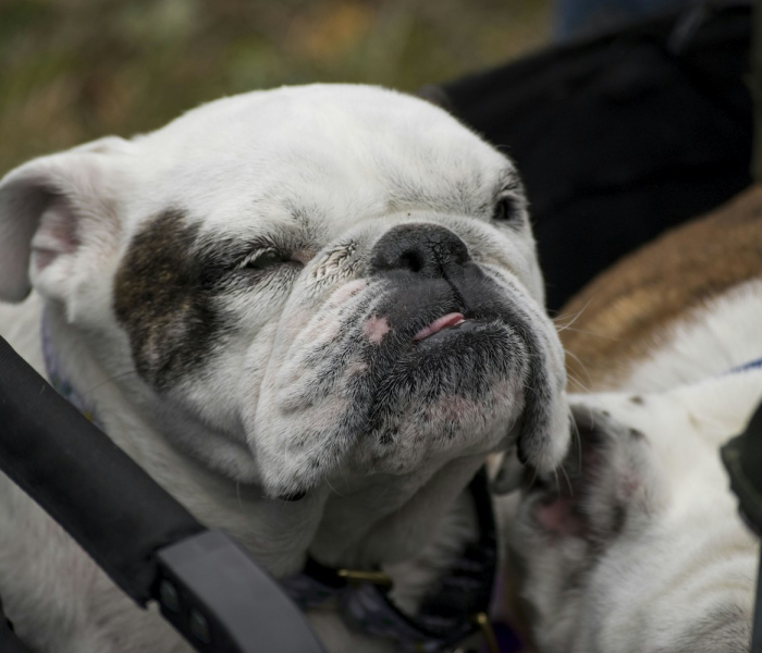 全攻略普及“微信牛牛群斗牛群”房卡详细充值 全攻略普及“微信牛牛群斗牛群”房卡详细充值