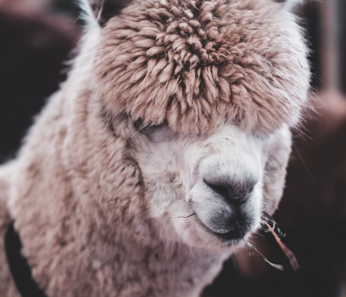 全攻略普及“微信牛牛群斗牛群”房卡详细充值 全攻略普及“微信牛牛群斗牛群”房卡详细充值