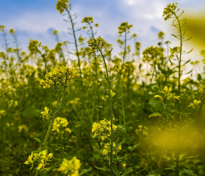 房卡必备教程“微信斗牛链接在哪买”获取房卡教程-哔哩哔哩