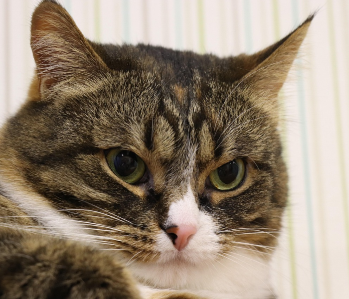 秒懂百科“斗牛房卡牛牛房卡”详细房卡使用教程