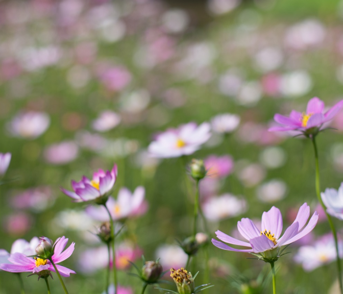 一分钟介绍使用“微信群房卡金花怎么弄”详细房卡使用教程