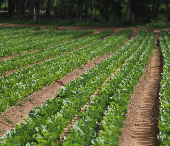 秒懂百科“微信群炸 金花如何创建房间”详细房卡怎么购买教程